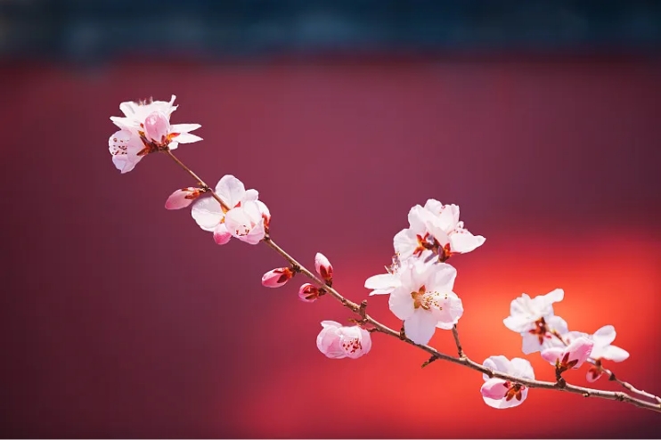 烂桃花太多怎么解决